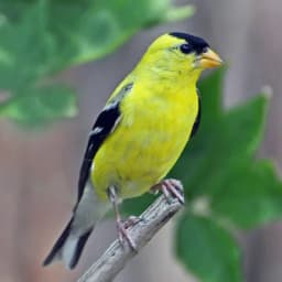 American Goldfinch — Bright yellow (summer male)