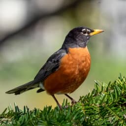 American Robin — Orange breast, gray back