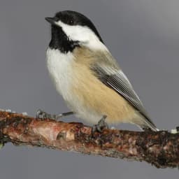 Black-capped Chickadee — Black cap and bib