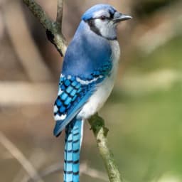 Blue Jay — Blue crest, black necklace