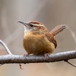 Carolina Wren — Cocked tail, warm brown, loud song