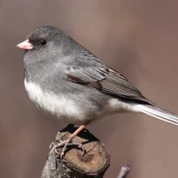 Dark-eyed Junco — Slate gray hood, white belly