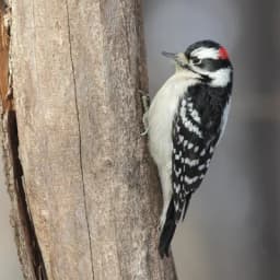 Downy Woodpecker — Black-white checks, red nape (male)