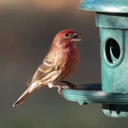 House Finch — Streaky brown, red-washed male