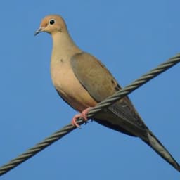 Mourning Dove — Slim, long pointed tail, soft coo