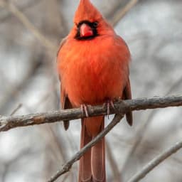 Northern Cardinal — Red male, pointed crest, black face