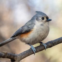 Tufted Titmouse — Gray crest, big dark eye